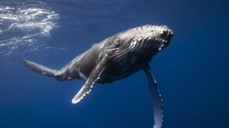Türkiyə sahillərində 15 metrlik nəhəng balina - VİDEO